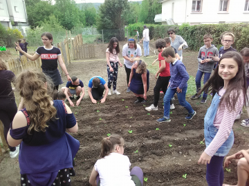 Un jardin à St Jo (suite)